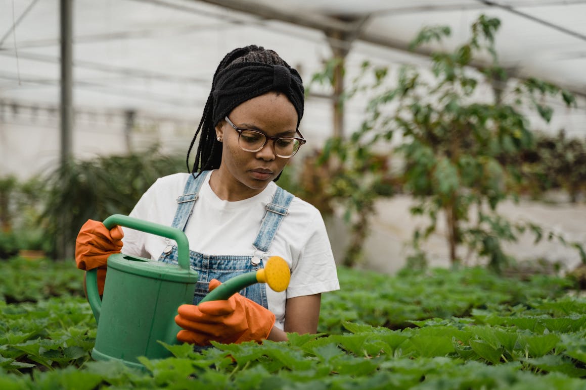 Female gardener watering plants in greenhouse with care.